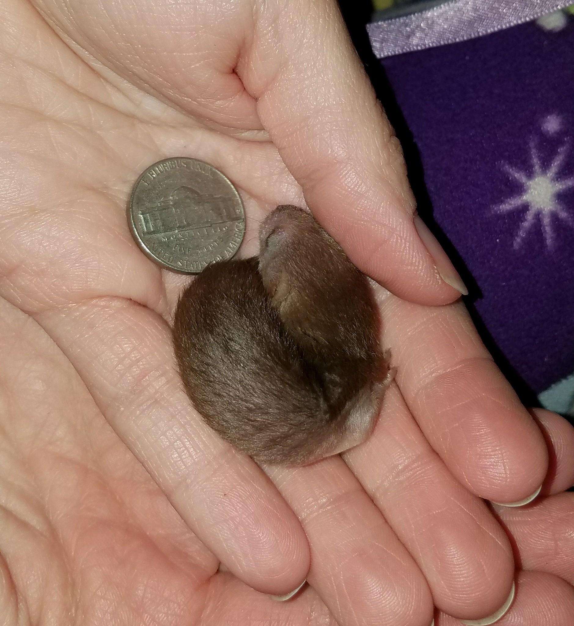 Baby weasel rescued from car engine