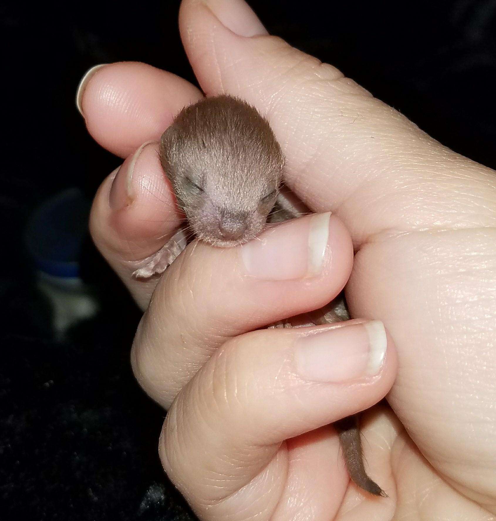 Baby weasel rescued from car engine