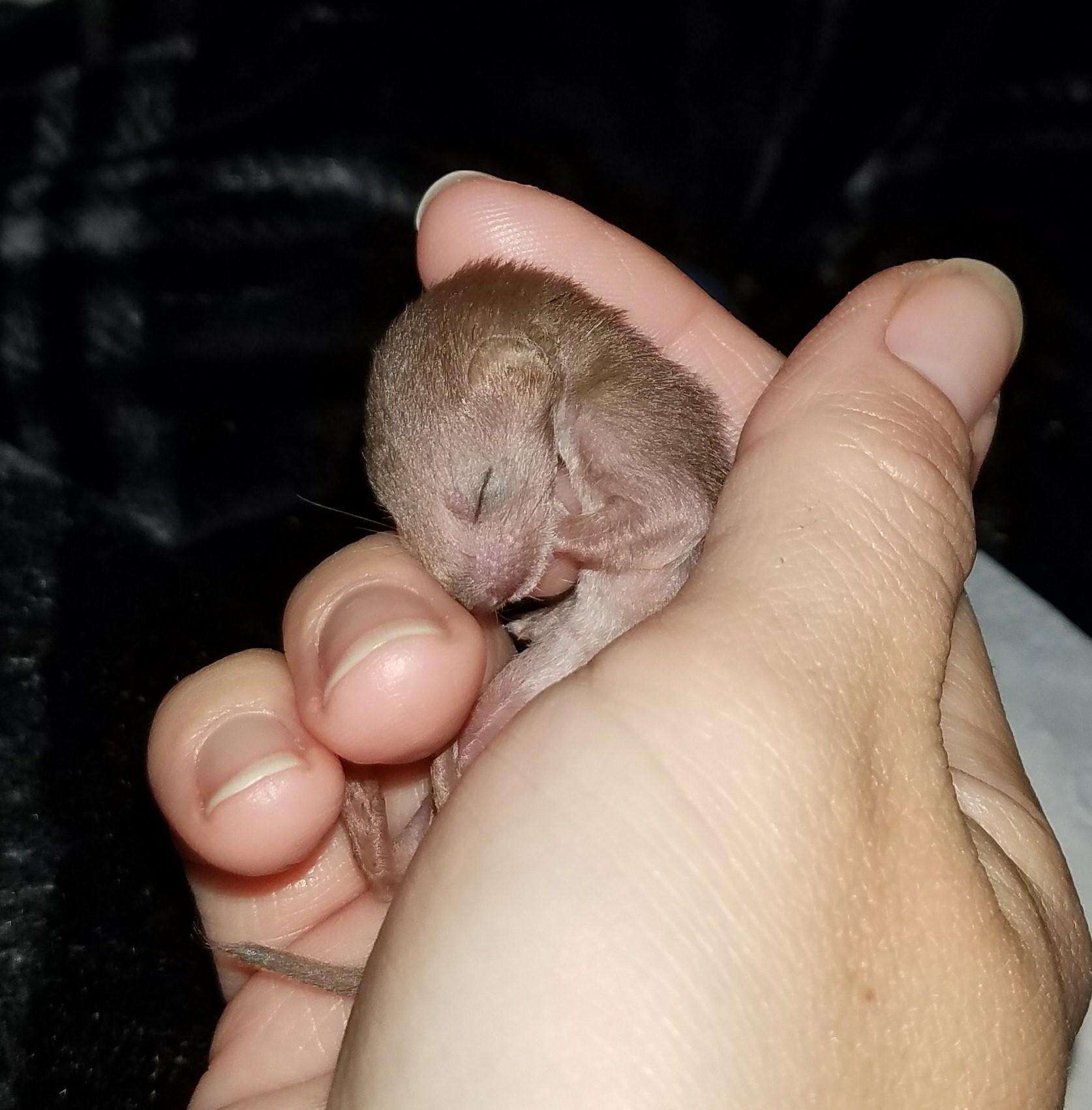 Baby weasel rescued from car engine