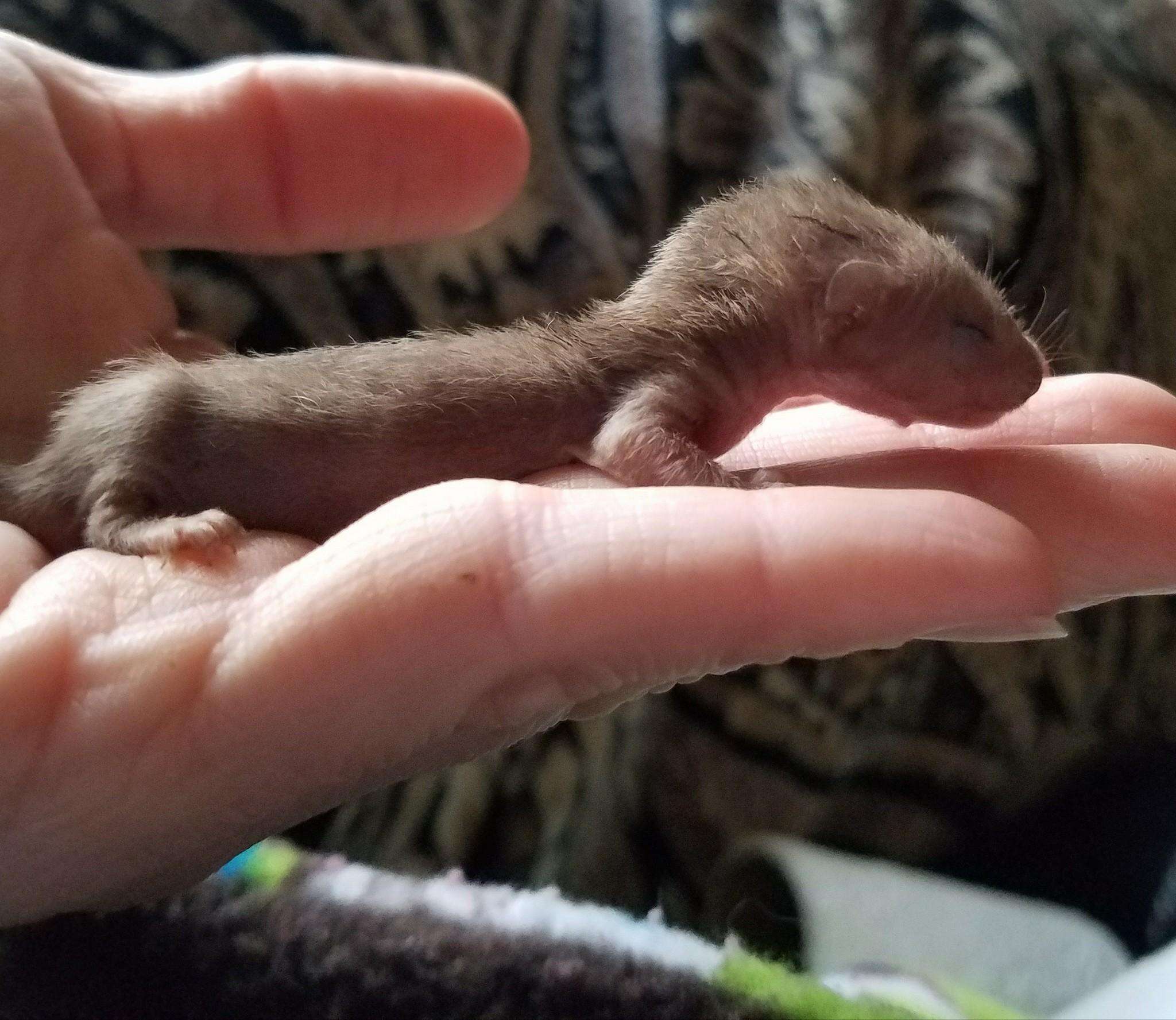 Baby weasel rescued from car engine