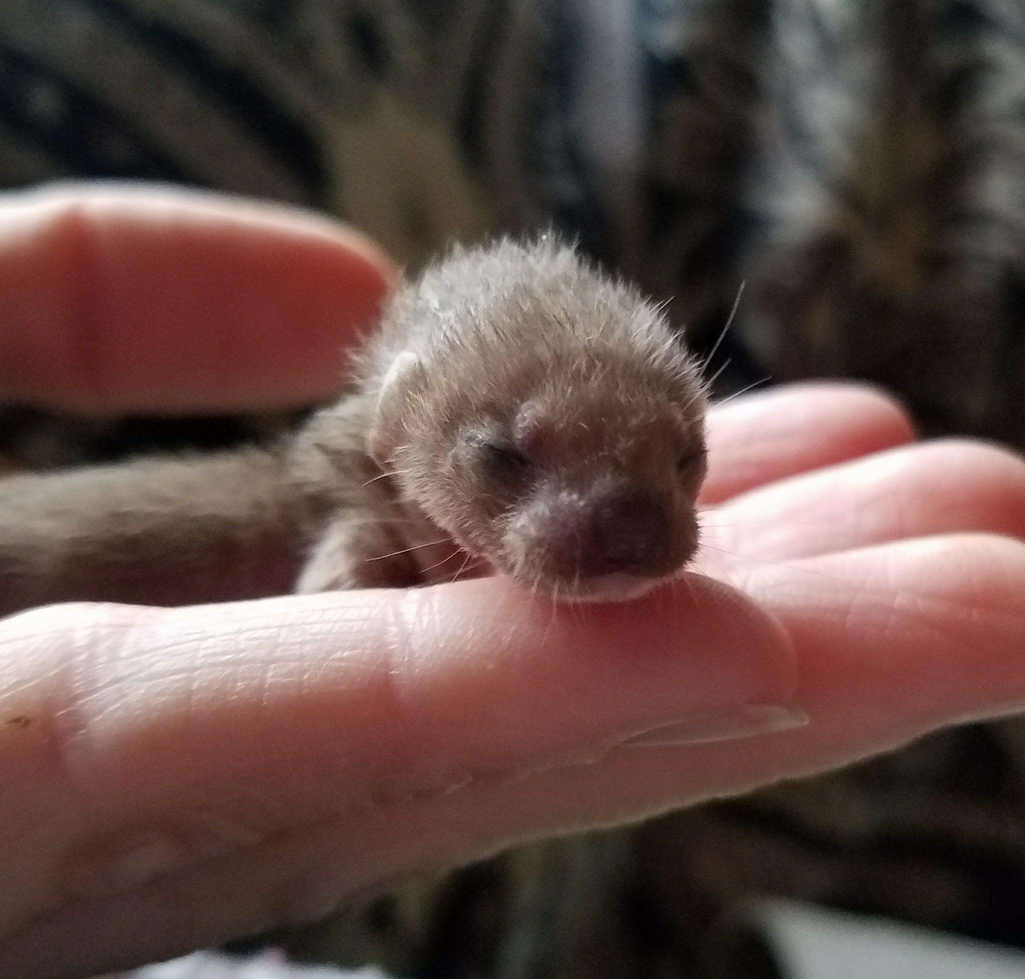 Baby weasel rescued from car engine