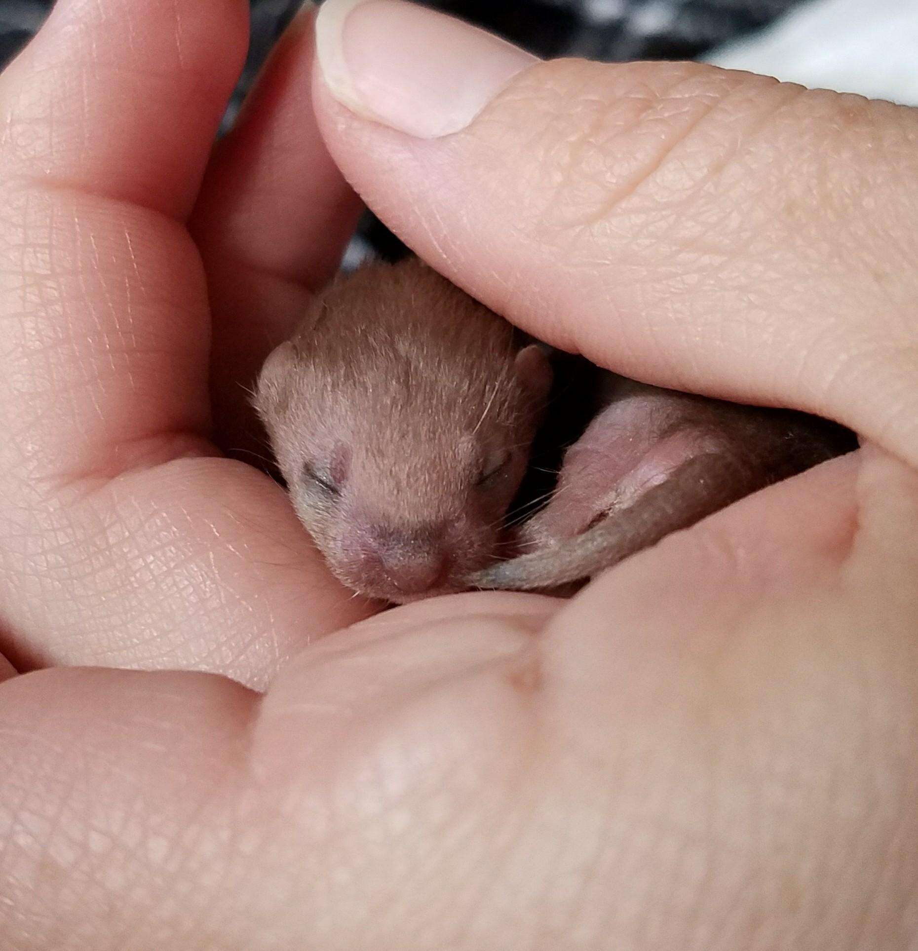 Baby weasel rescued from car engine