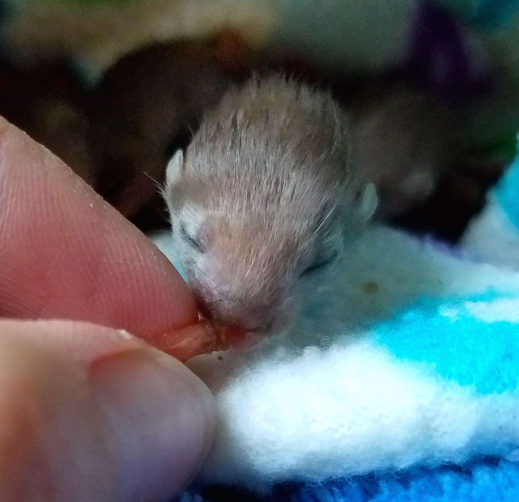 Baby weasel rescued from car engine