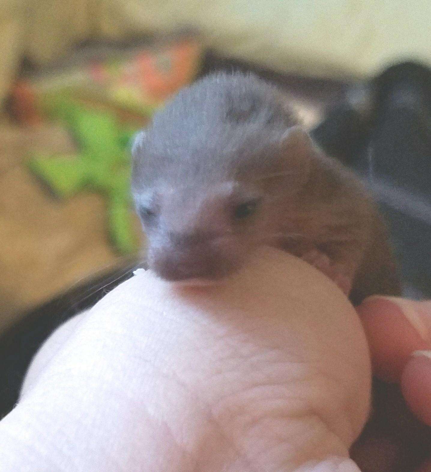 Baby weasel rescued from car engine