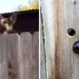 Neighbor Does Nicest Thing For Dog Always Jumping Up To Say 'Hi'