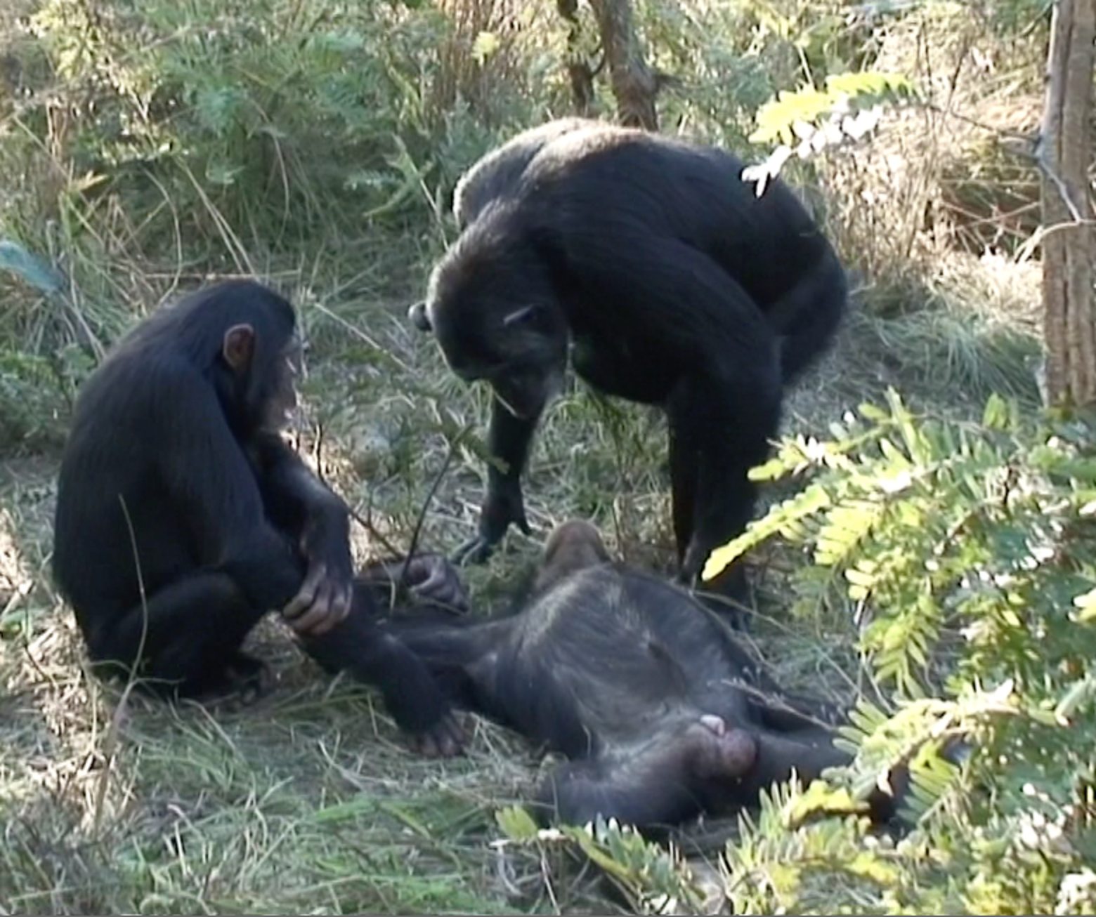 Chimp Seen Cleaning Body Of Dead Son The Dodo