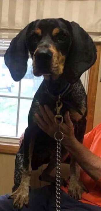 Dog found as stray in South Carolina