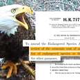 Government Could Gut The Endangered Species Act