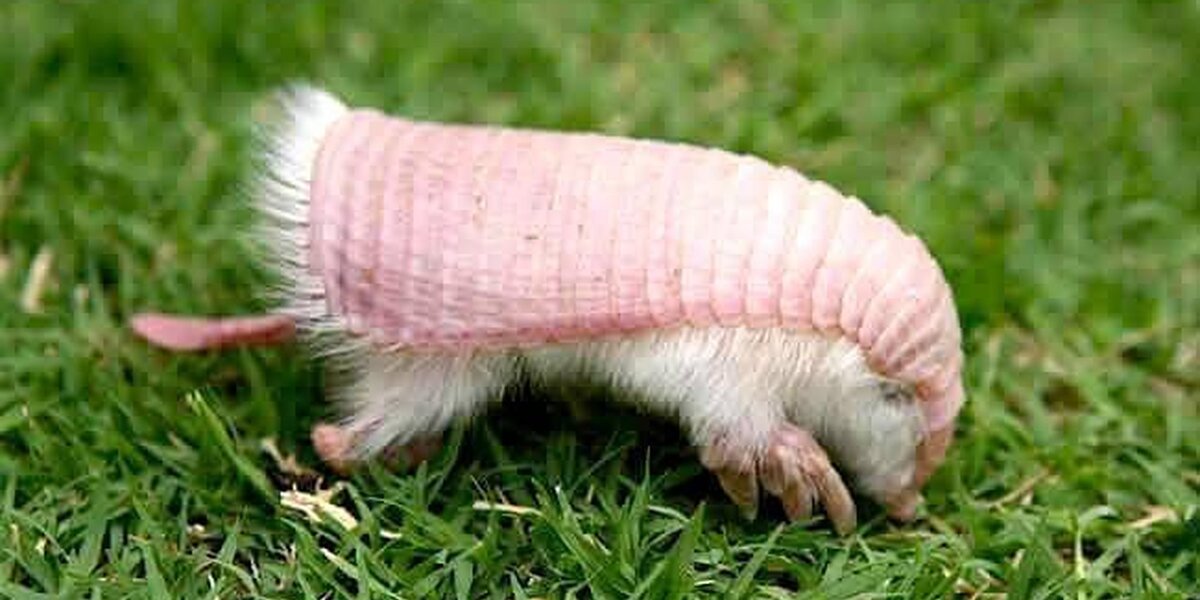Rare Pink Fairy Armadillo Needs Protection — But Not As A Pet - The Dodo