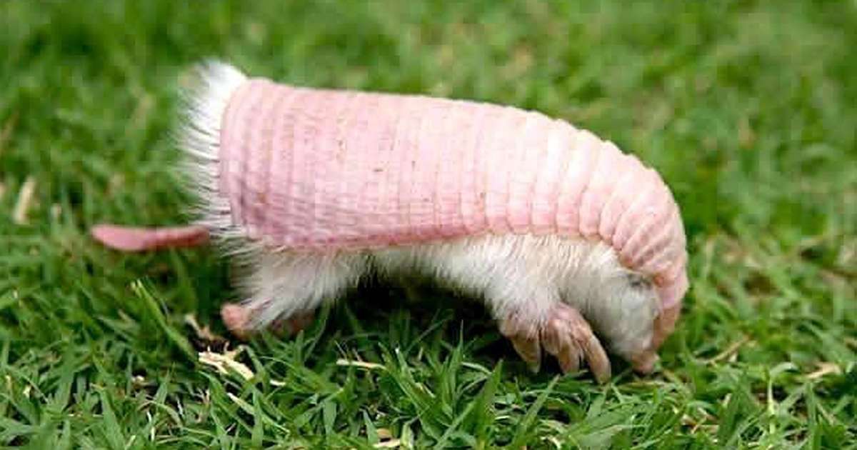 Image result for images pink fairy armadillo
