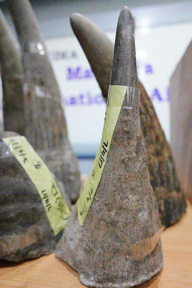 18 rhino horns that were seized in Malaysia