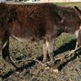 Rescuers Find Donkey Who Spent Years Tied Up In Field — And She Has A Secret