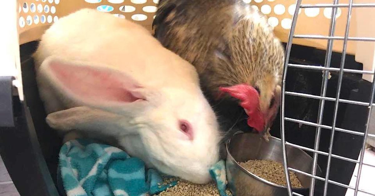 Sick Bunny And Rooster Discover How Much They Love Each Other The Dodo