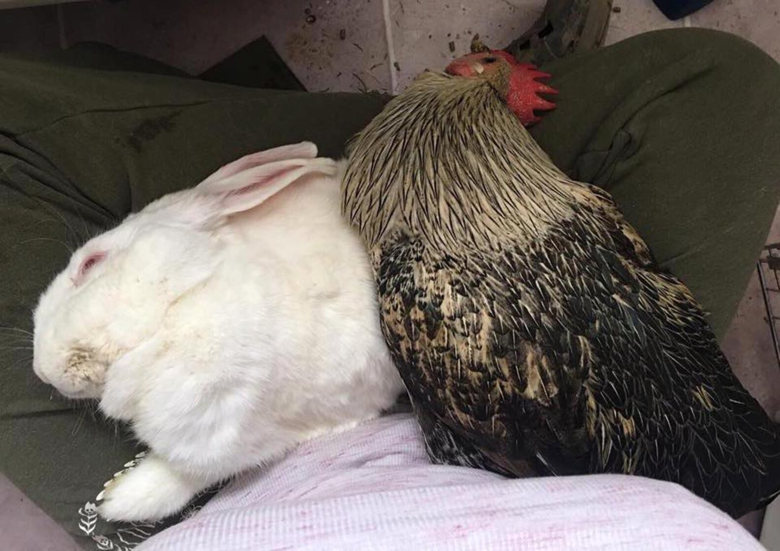 Sick Bunny And Rooster Discover How Much They Love Each Other The Dodo