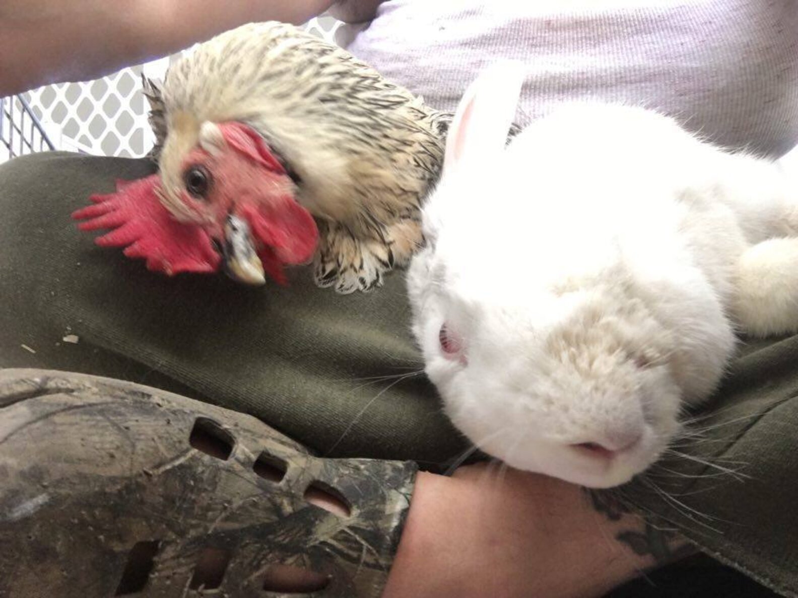 Sick Bunny And Rooster Discover How Much They Love Each Other The Dodo