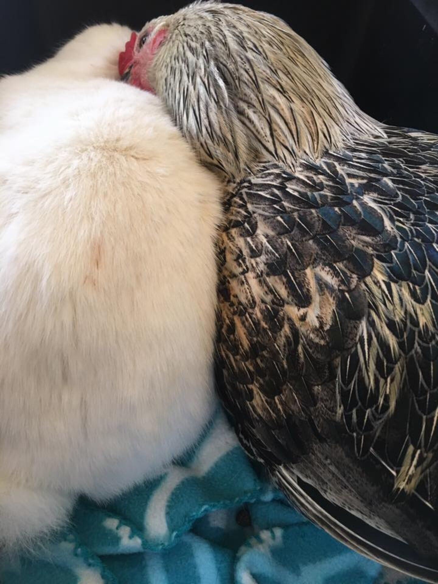 Sick Bunny And Rooster Discover How Much They Love Each Other The Dodo