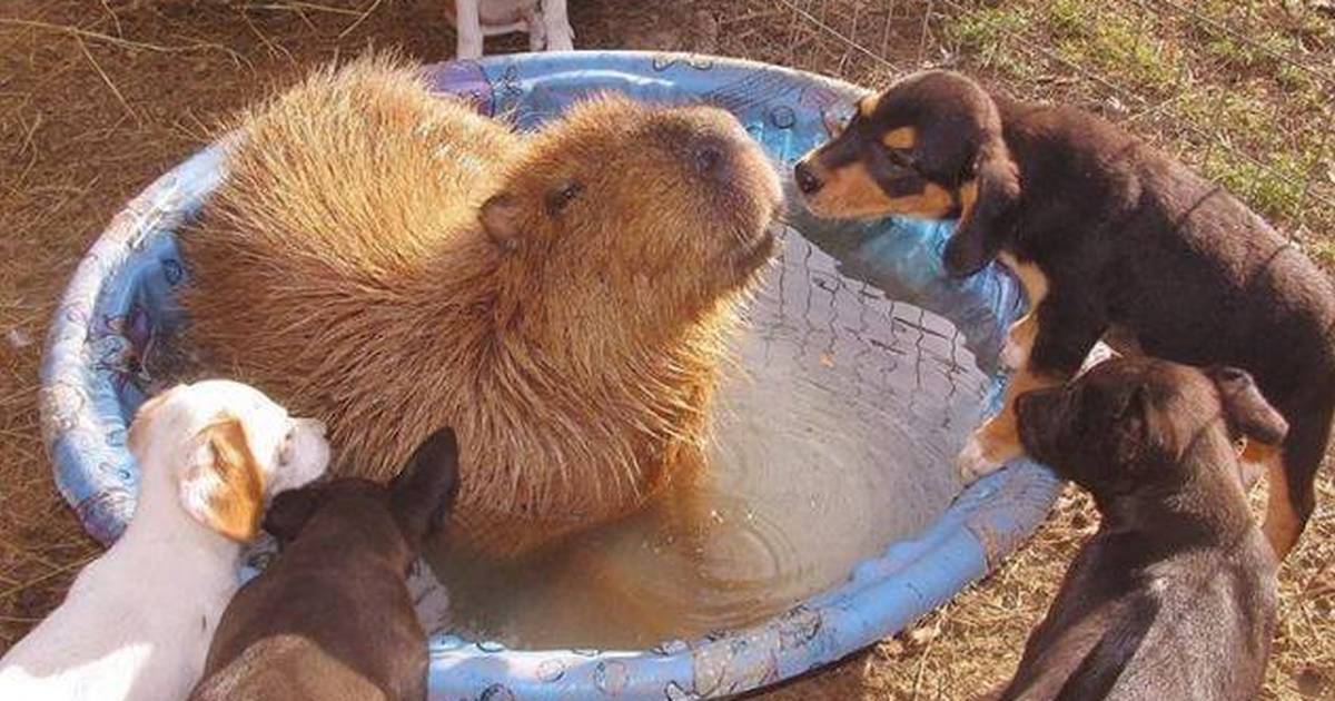 Capybara Is Friends With All Animals At Arkansas Sanctuary - The Dodo