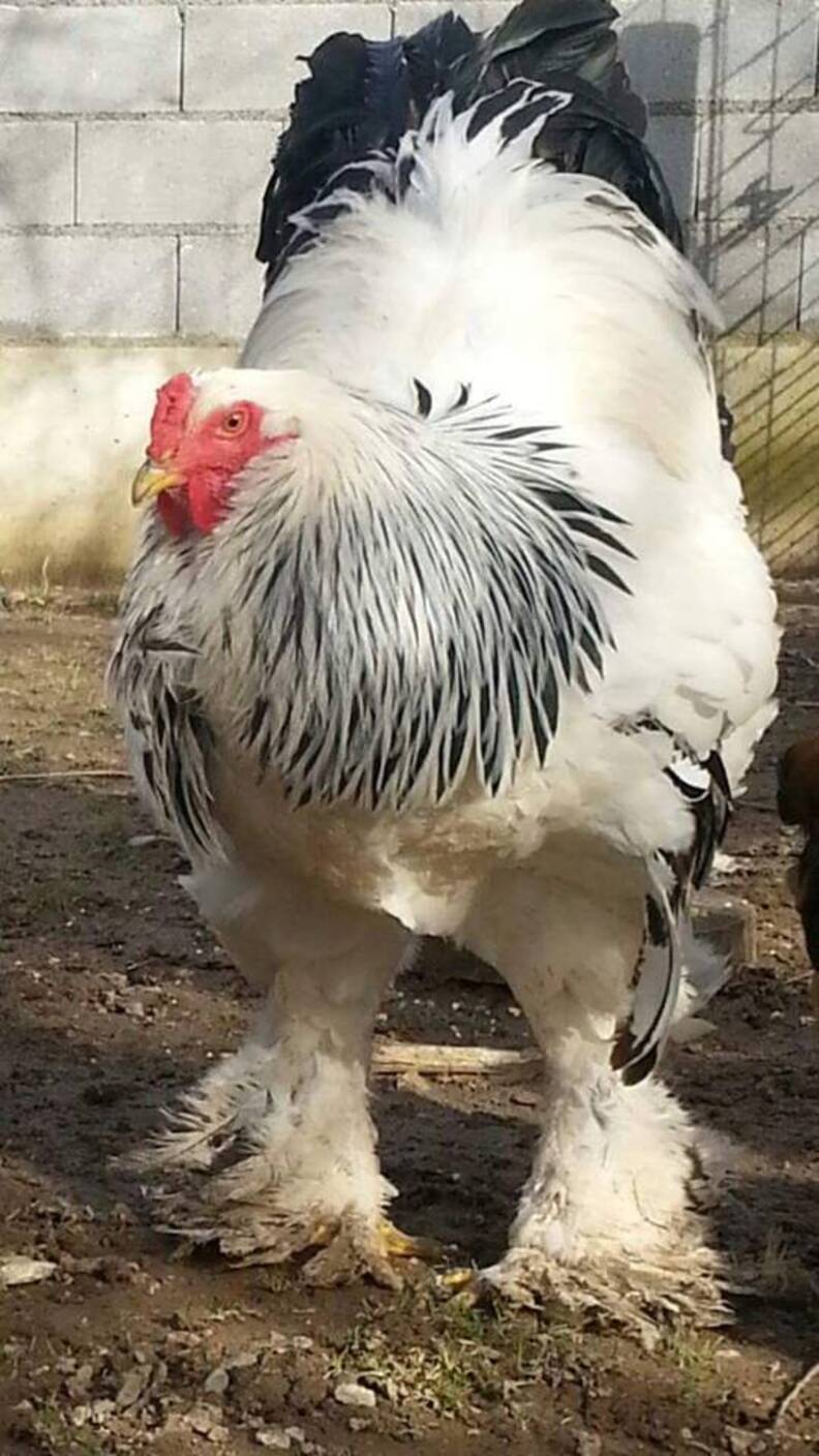 This Rooster Is The Size Of A Small Child And He S Real The Dodo