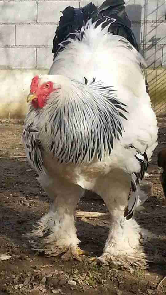 This Rooster Is The Size Of A Small Child And Hes Real The Dodo