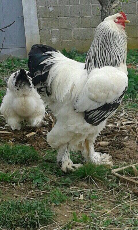 jersey giant rooster size