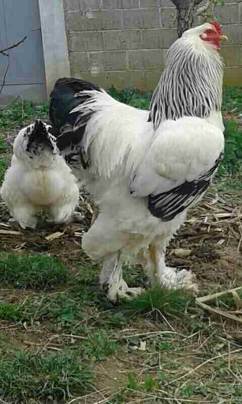 This Rooster Is The Size Of A Small Child And Hes Real The Dodo