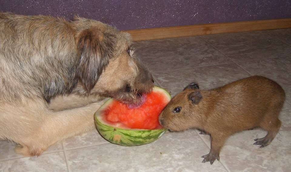 Cheese the capybara as a baby with one of the dogs