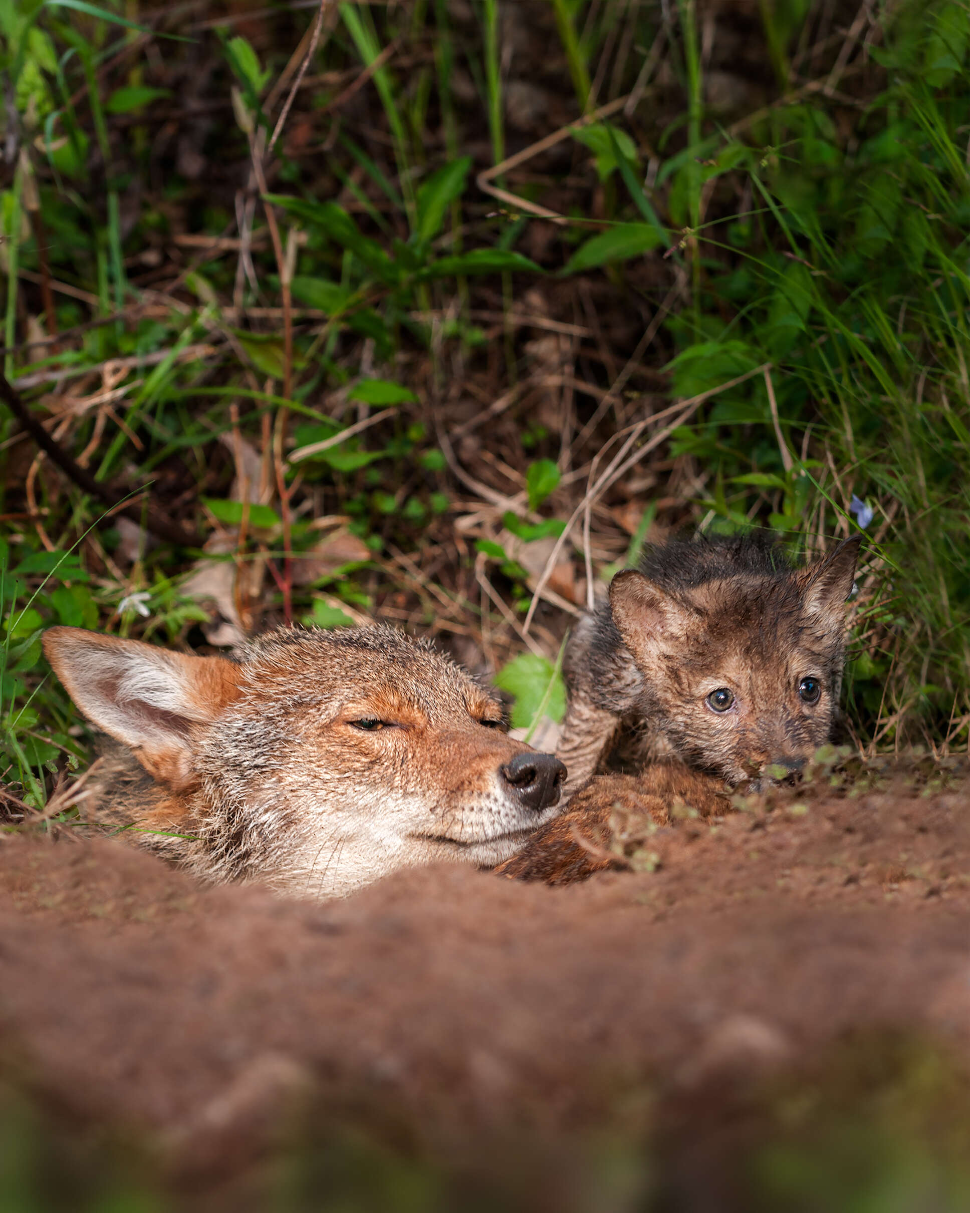 Coyote and pup peeking out of den
