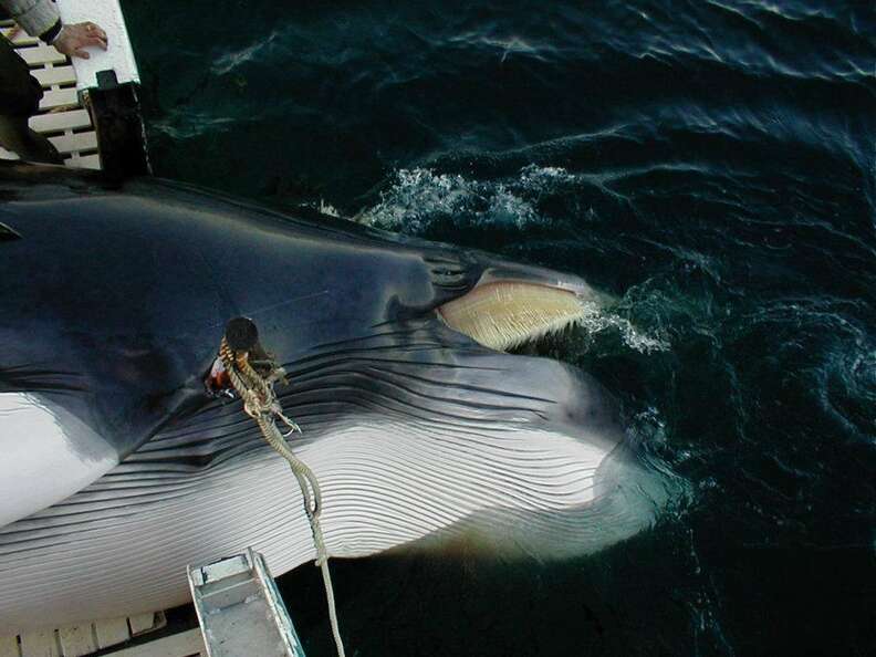 Exploding 'Whalegrenade' harpoons take up to 20 minutes to kill whales,  Norwegian data reveals, The Independent