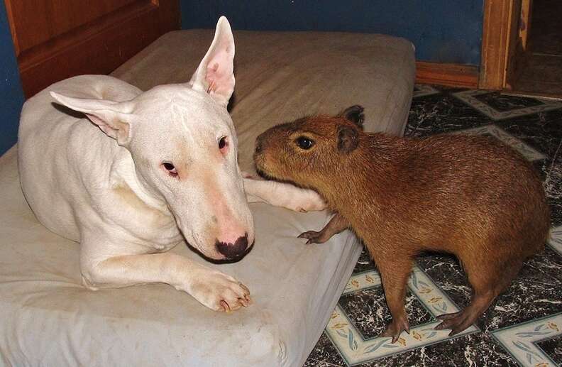 Cheese the capybara as a baby with one of the dogs
