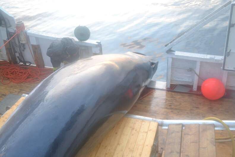 A dead minke whale on a Norwegian whaling ship