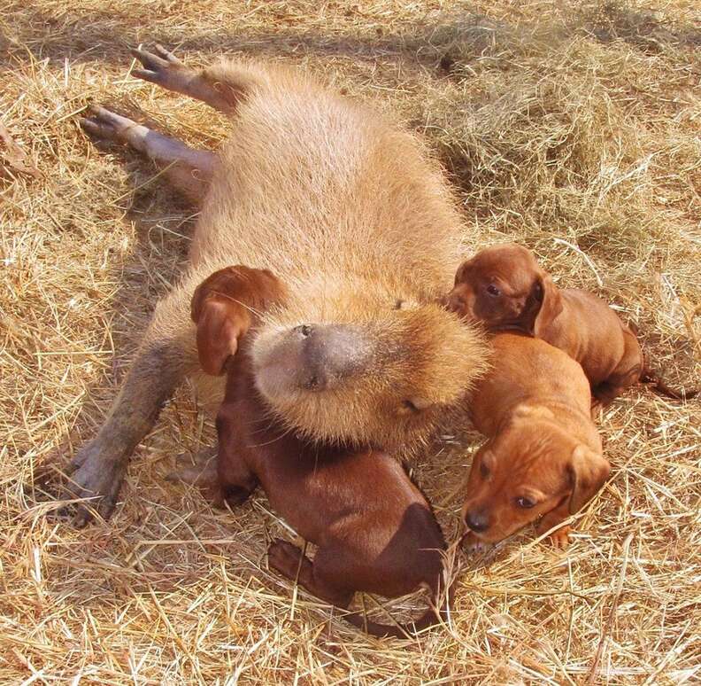 Cheesecake the capybara with puppies at an Arkansas sanctuary