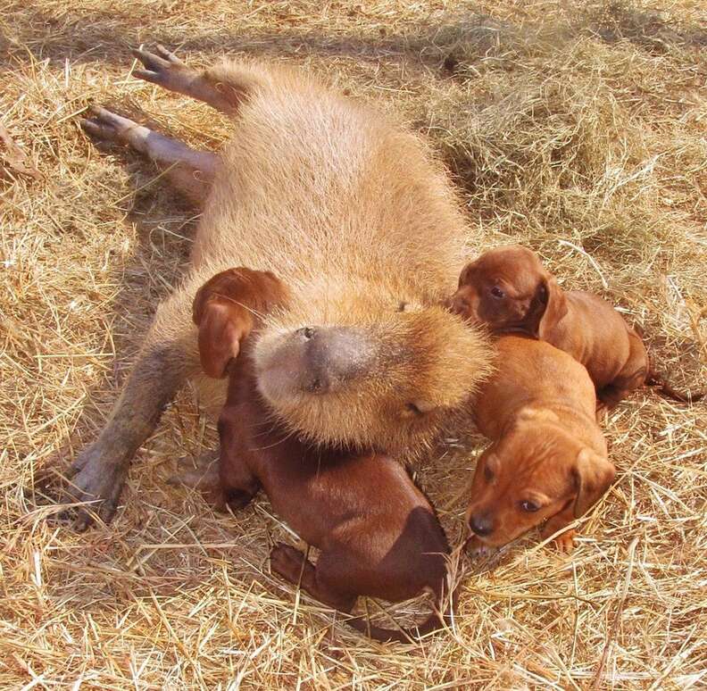 Capybara Is Friends With All Animals At Arkansas Sanctuary - The Dodo Capybara Is Friends With All Animals At Arkansas Sanctuary - The Dodo