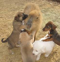 Cheesecake the capybara with puppies at an Arkansas sanctuary