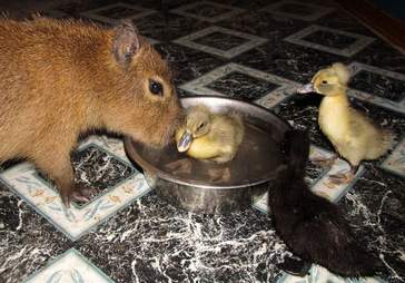 Cheesecake the capybara with ducklings at an Arkansas sanctuary