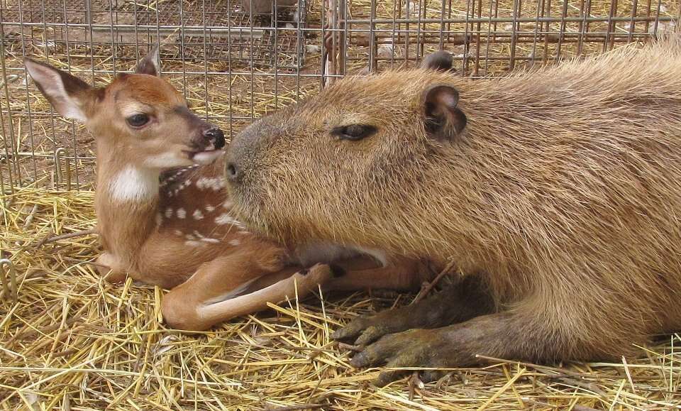 Cheesecake the capybara with a deer at an Arkansas sanctuary