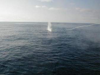 A harpooned minke whale during the Norway whale hunt