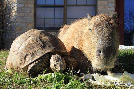 Cheesecake the capybara with a tortoise at an Arkansas sanctuary