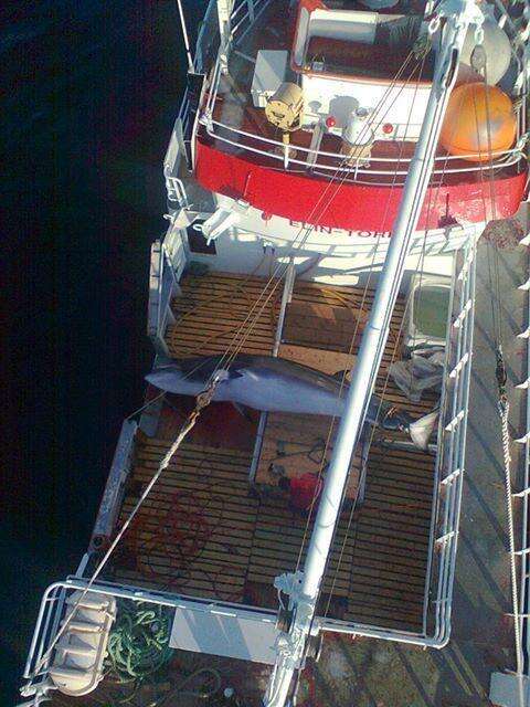 A dead minke whale on a Norwegian whaling ship