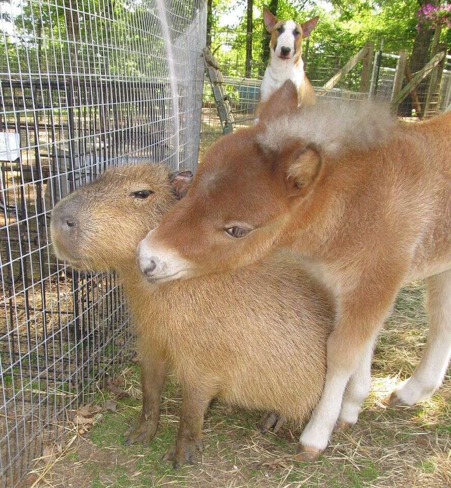 Cheesecake the capybara with a mini horse at an Arkansas sanctuary