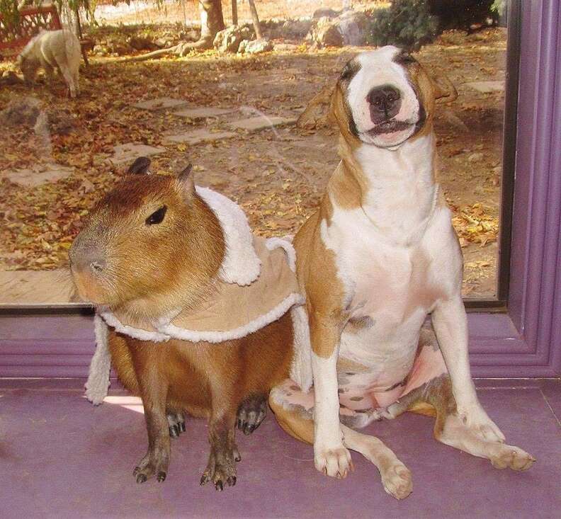 Cheesecake the capybara with a dog at an Arkansas sanctuary