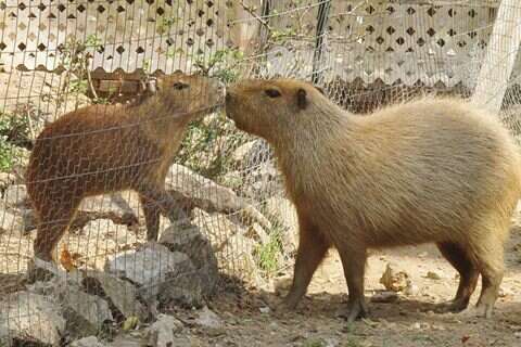 Two capybaras at an Arkansas sanctuary