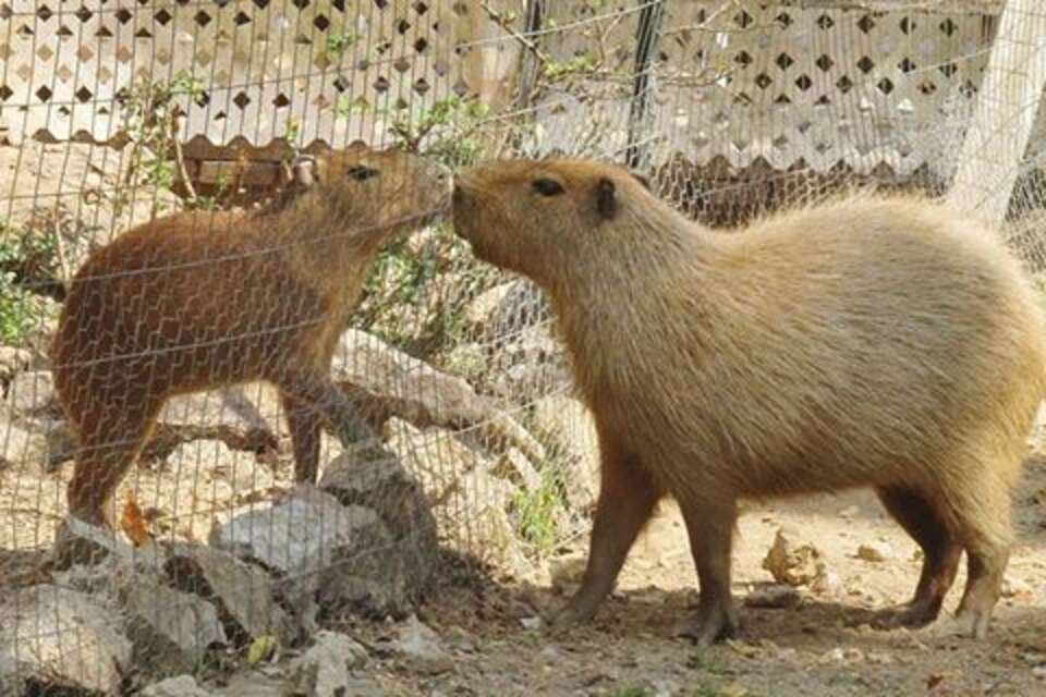 Capybara Is Friends With All Animals At Arkansas Sanctuary - The Dodo