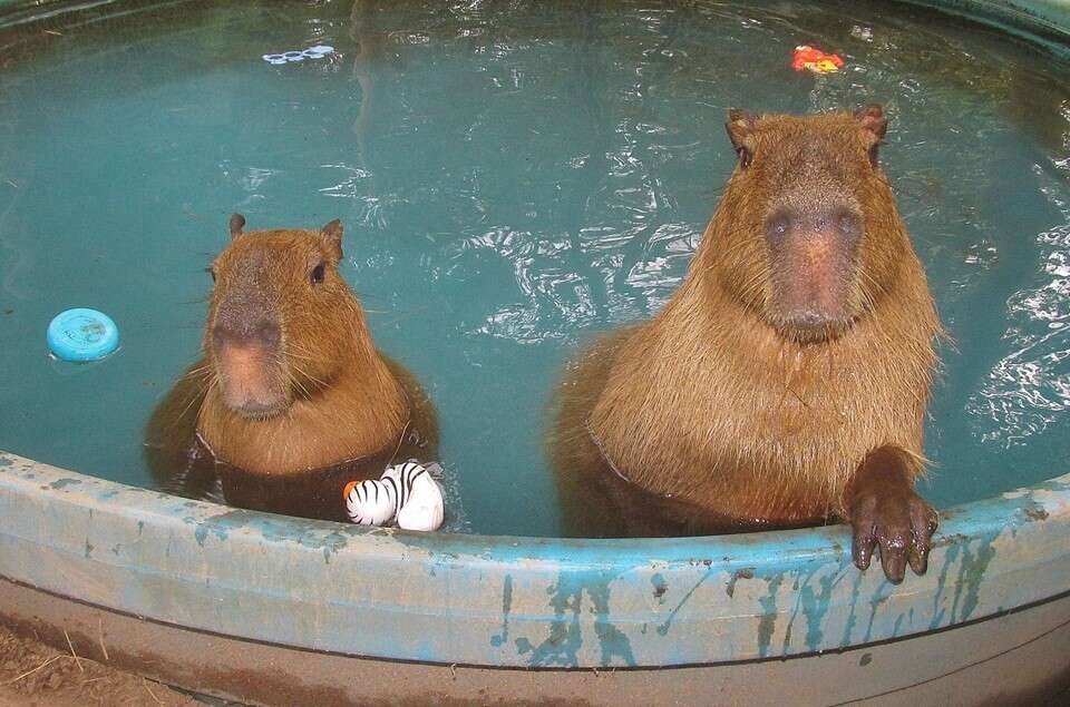 Two capybaras at an Arkansas sanctuary