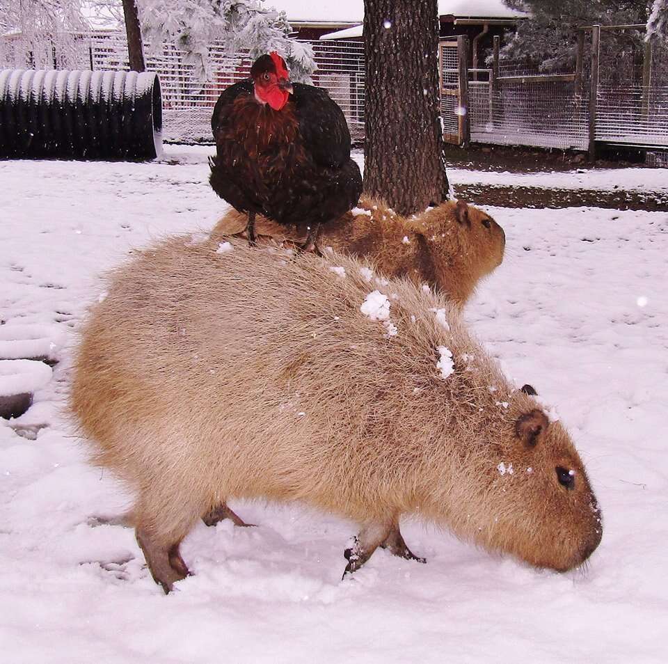 Cheesecake the capybara with a chicken at an Arkansas sanctuary