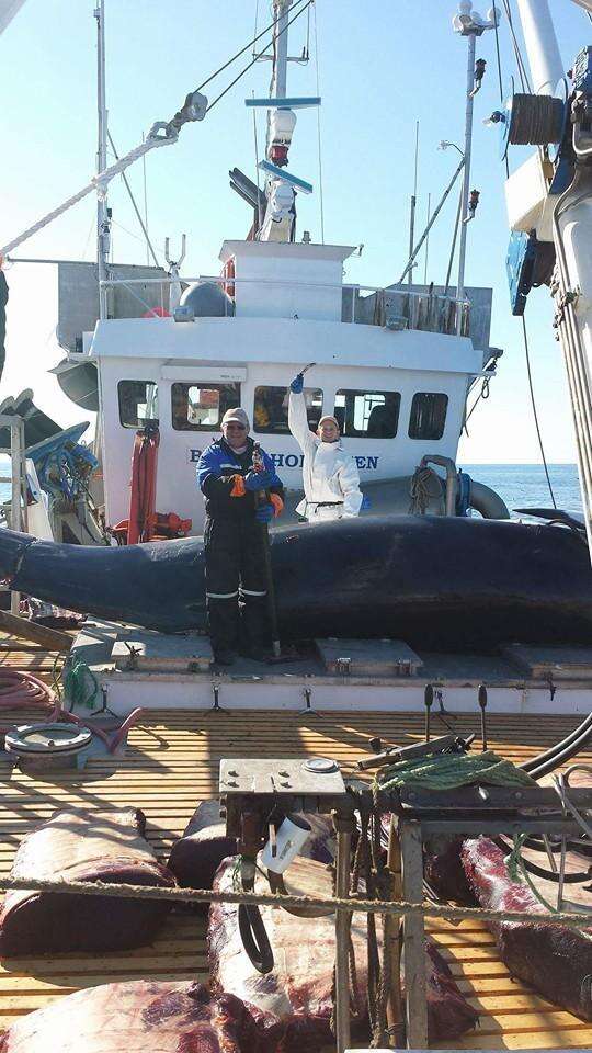 A dead minke whale on a Norwegian whaling ship