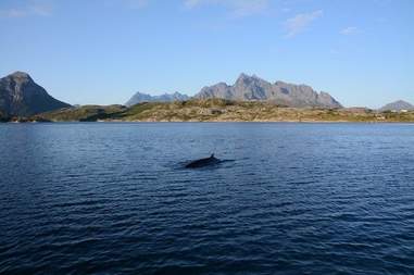 A minke whale swimming in the ocean off the coast of Norway