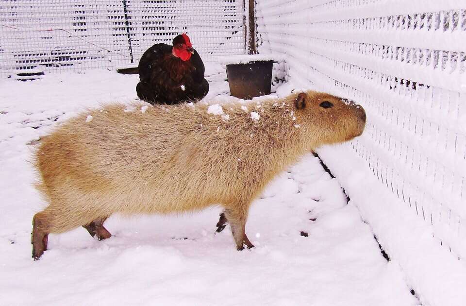 Cheesecake the capybara with a chicken at an Arkansas sanctuary