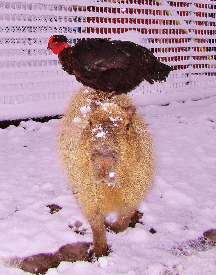 Cheesecake the capybara with a chicken at an Arkansas sanctuary