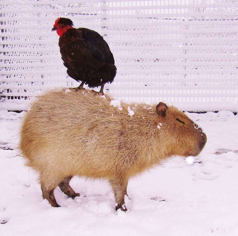 Cheesecake the capybara with a chicken at an Arkansas sanctuary