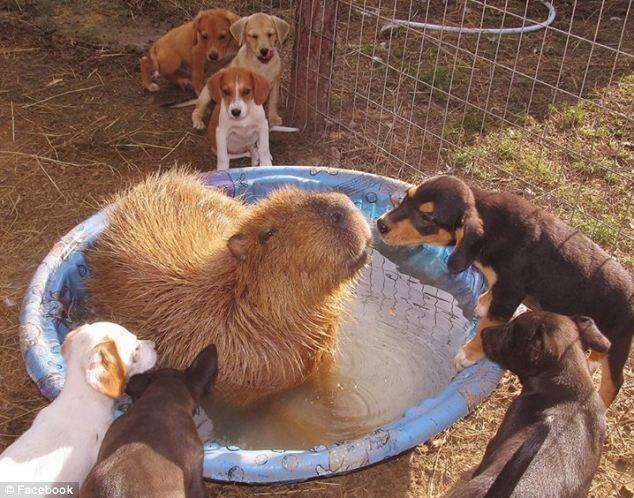 Cheesecake the capybara with a chicken at an Arkansas sanctuary